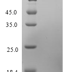 QP10241 CCL26 / Eotaxin 3