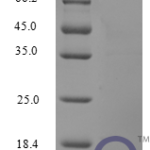 QP10245 CXCL10 / Crg-2