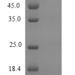 QP10248 CXCL1 / MGSA / NAP-3