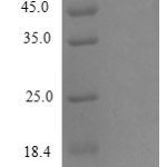 QP10249 CXCL2 / MIP-2