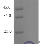 QP10250 CCL28