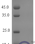 QP10251 CXCL3 / GRO gamma