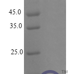 QP10252 CXCL4 / PF4 Protein