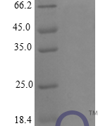 QP10252 CXCL4 / PF4 Protein