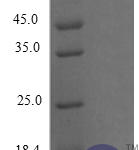 QP10253 CXCL5 / ENA-78