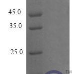 QP10254 CXCL5 / ENA-78