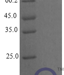 QP10255 CXCL9 / MIG / C-X-C motif chemokine 9