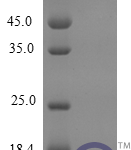 QP10256 CXCL10 / Crg-2