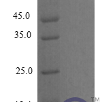 QP10258 CXCL12 / SDF-1