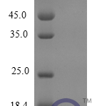 QP10259 CXCL12 / SDF-1