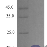 QP10260 CXCL14 / BRAK