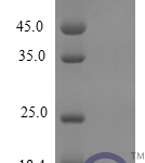 QP10262 Fractalkine / CX3CL1