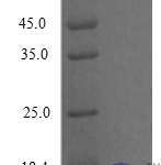 QP10263 CCL3 / Mip1a