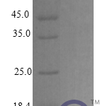 QP10264 CCL4 / MIP1B