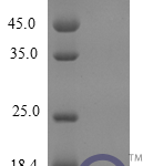 QP10265 CCL5 / RANTES