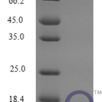 QP10266 CCL6 / C-C motif ligand 6