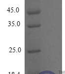 QP10267 MCP-3 / CCL7