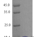 QP10268 MCP-2 / CCL8