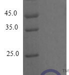 QP10269 C-C motif chemokine 9