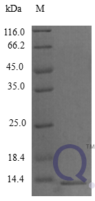 QP10269 C-C motif chemokine 9