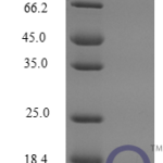 QP10271 CCL12 / MCP-5