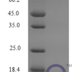 QP10273 MIP-3 beta / CCL19