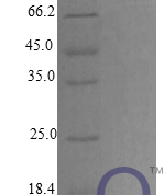 QP10275 C-C motif chemokine 21c