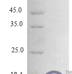 QP10277 CCL24 / Eotaxin-2 / MPIF-2