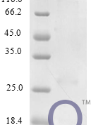 QP10278 C-C motif chemokine 25