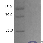 QP10279 CCL27 / CTACK