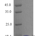 QP10280 CXCL1 / MGSA / NAP-3