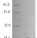 QP10282 CXCL3 / GRO gamma