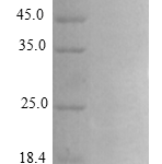 QP10286 CXCL10 / Crg-2