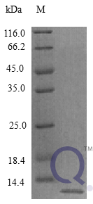 QP10288 CXCL12 / SDF-1 Isoform 1