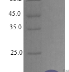 QP10289 CXCL14 / BRAK