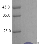 QP10290 Cxcl17