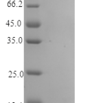 QP10300 CCL28