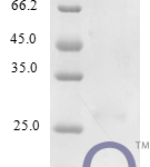 QP10303 IL16 / Interleukin-16