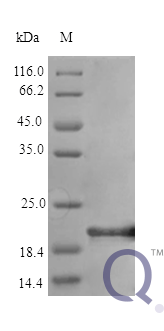 QP10313 IL6 / Interleukin-6 Protein
