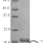 QP10319 IL-11 / interleukin 11