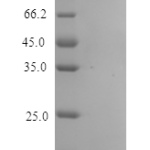 QP10320 IL13 / ALRH