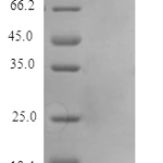 QP10328 IL-31 / IL31