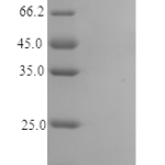 QP10330 IL1F6 / IL36