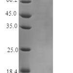 QP10346 GM-CSF / CSF2