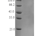 QP10352 TNF-alpha