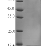 QP10353 TNF-alpha