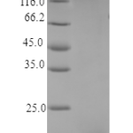 QP10360 LIF