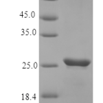 QP10363 Oncostatin M / OSM