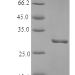 QP10364 Plasminogen