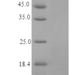 QP10365 TNFRSF17 / BCMA